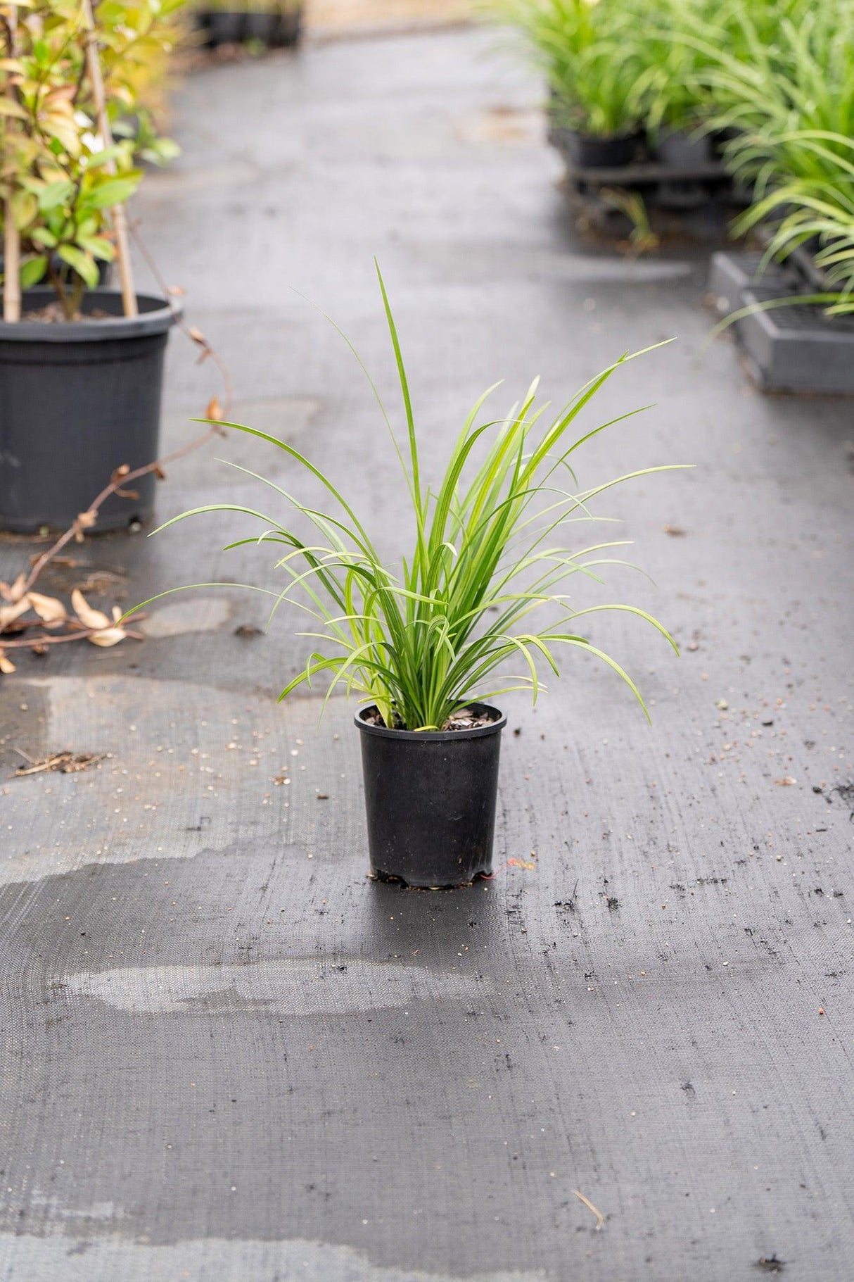 Long Leaf Lomandra - Lomandra longifolia - Brisbane Plant Nursery