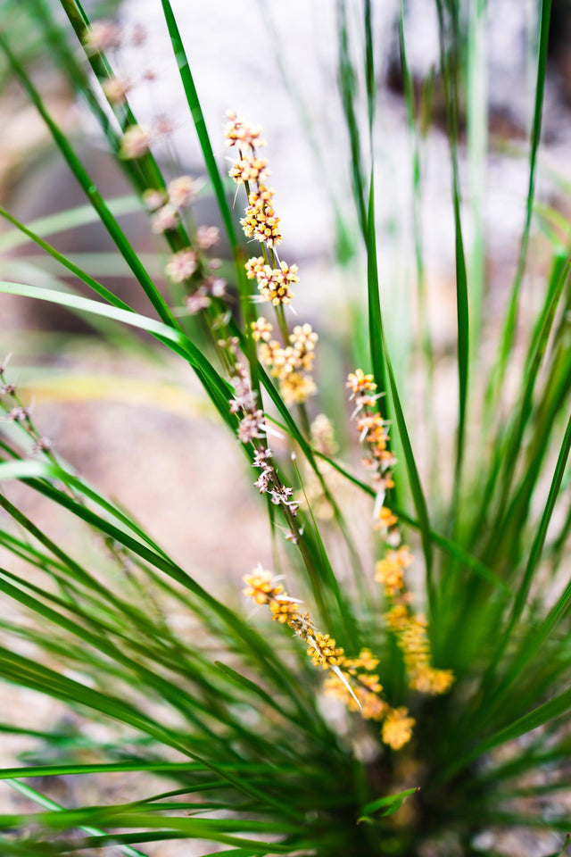 Spiny Head Mat Rush - Lomandra longifolia 'Verday' - Brisbane Plant Nursery