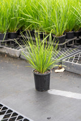 Spiny Head Mat Rush - Lomandra longifolia 'Verday' - Brisbane Plant Nursery