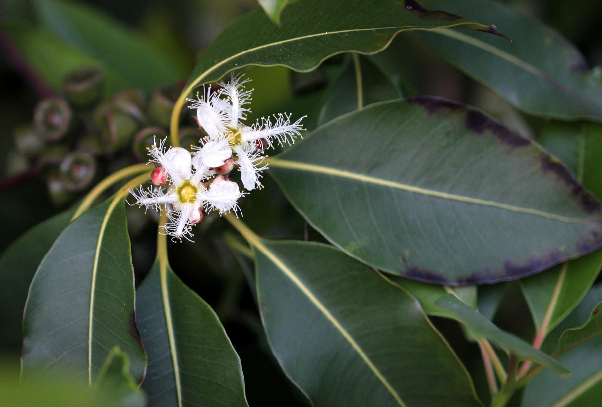 Swamp Box - Lophostemon suaveolens - Brisbane Plant Nursery