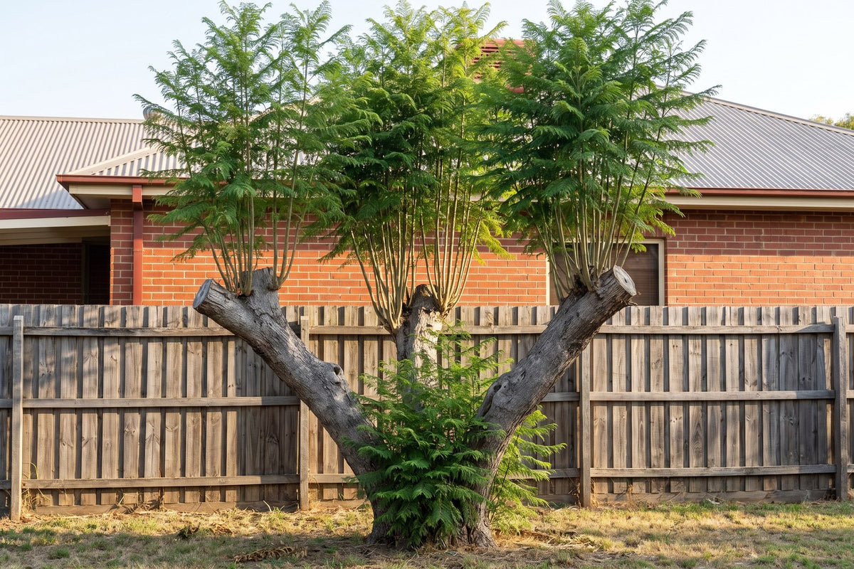 Lopped jacaranda with clusters of straight vertical watershoots growing from sawn stubs