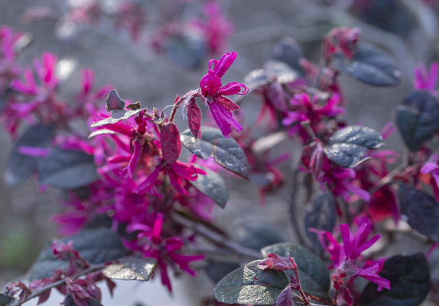 Plum Gorgeous Loropetalum - Loropetalum chinense 'Plum Gorgeous' - Brisbane Plant Nursery