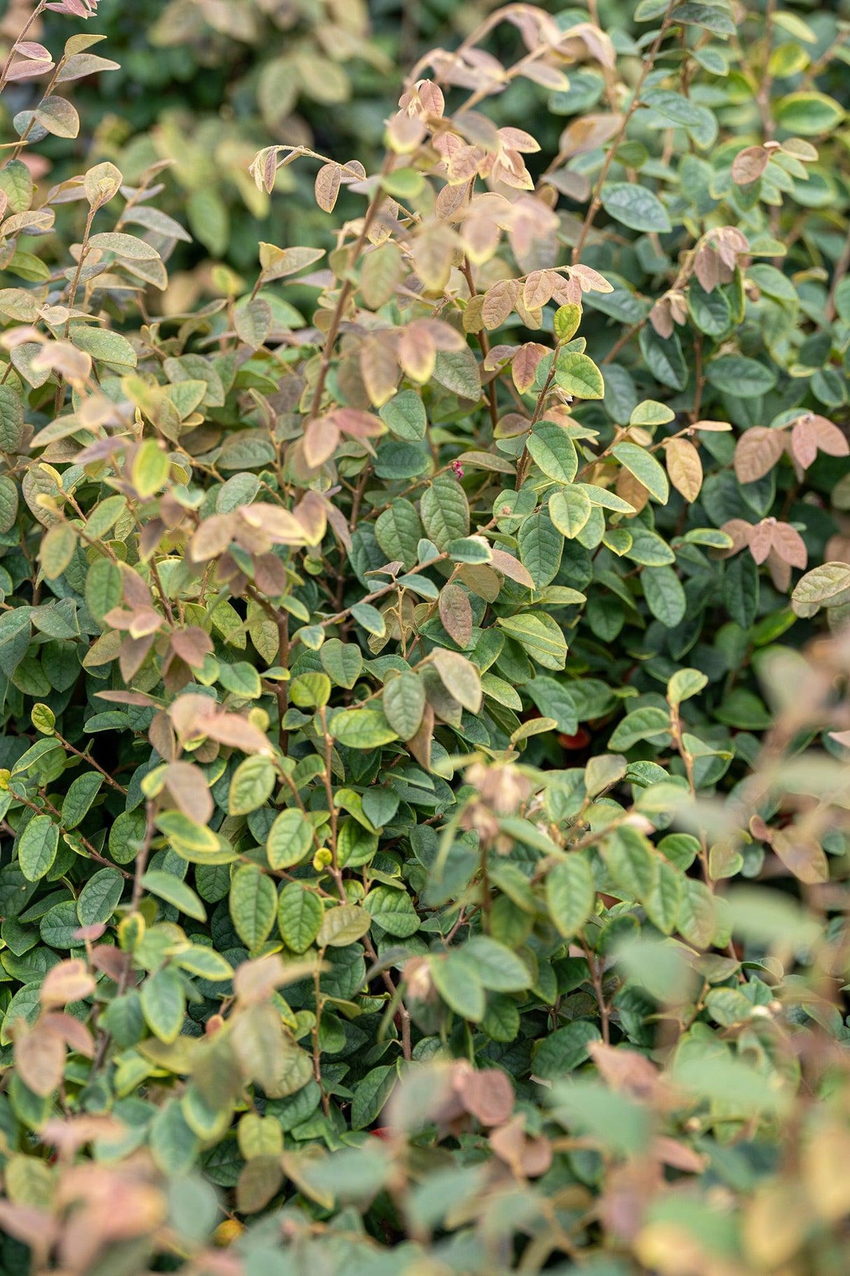 Razzleberri Loropetalum - Loropetalum chinense 'Razzleberri' - Brisbane Plant Nursery