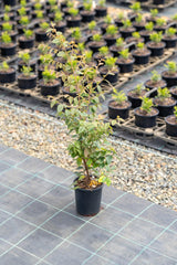 Razzleberri Loropetalum - Loropetalum chinense 'Razzleberri' - Brisbane Plant Nursery