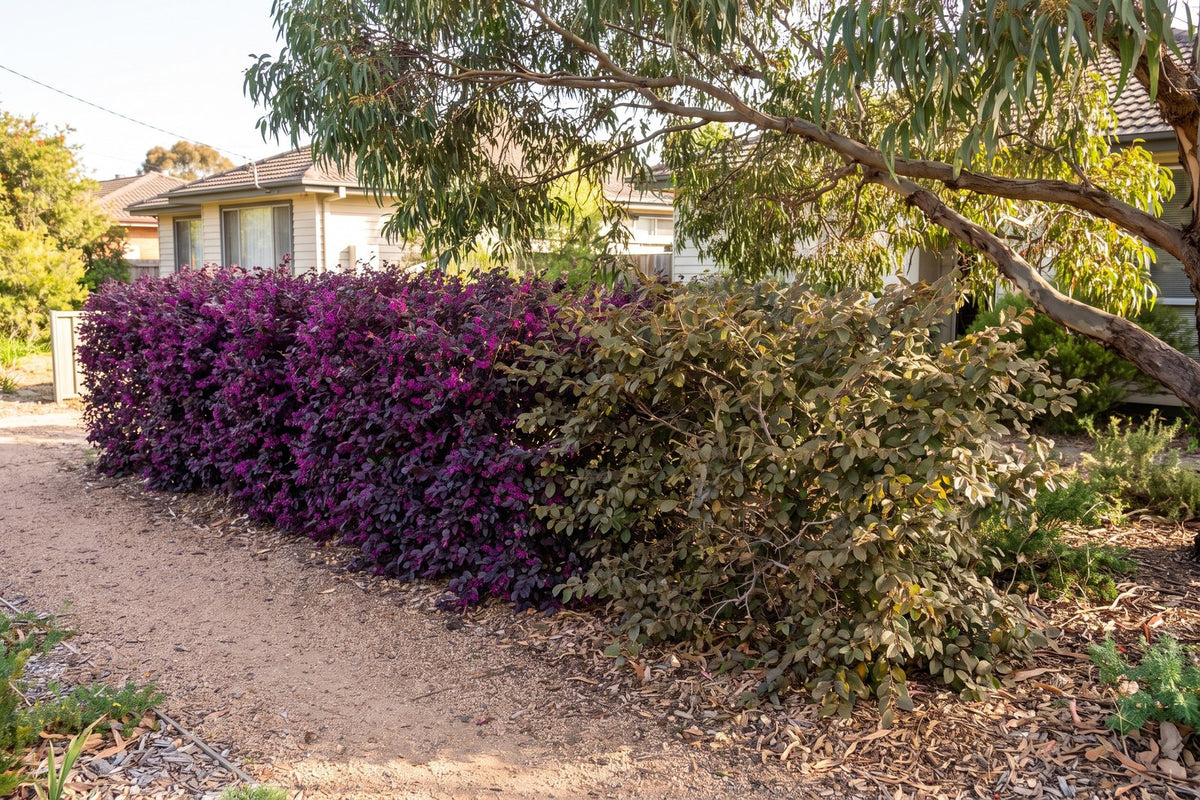 Loropetalum hedge deep plum purple in full sun and faded to bronze green where a tree shades it