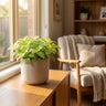 Lovers Snakeskin Plant