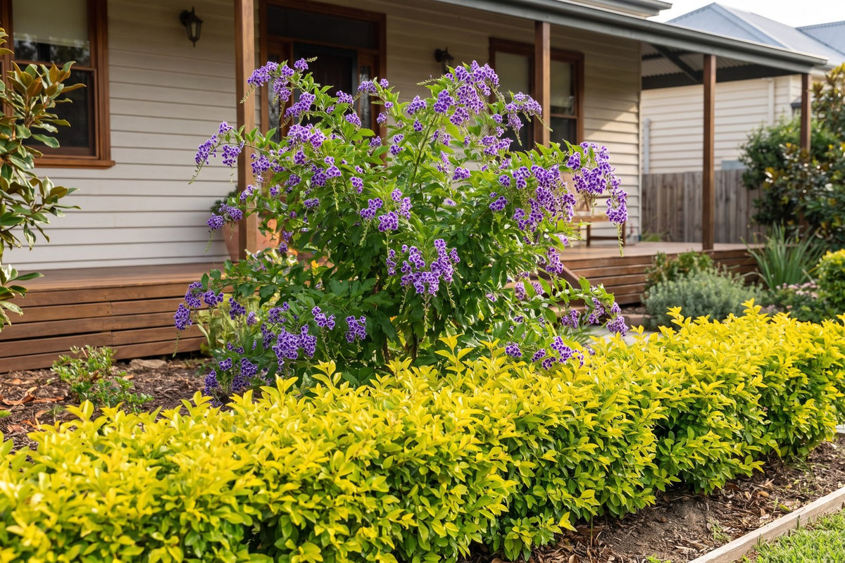 Low lime-gold Sheena's Gold duranta hedge in front of a Geisha Girl duranta in violet flower