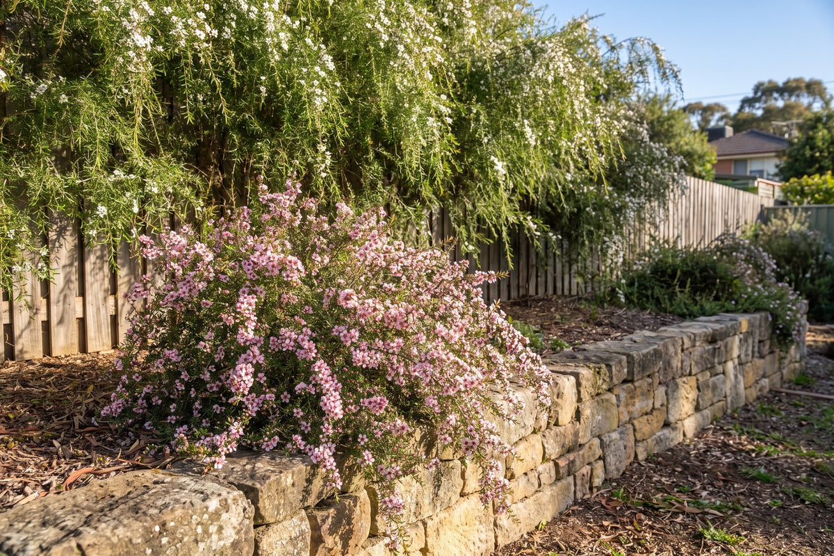 Low Pink Cascade tea tree spilling over a wall in front of a tall lemon scented tea tree screen