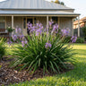 Lucia™ Dianella