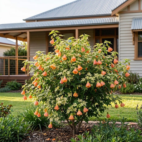 Flowering Maple (Abutilon fraseri)