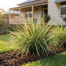 Lucky Stripe™ Lomandra