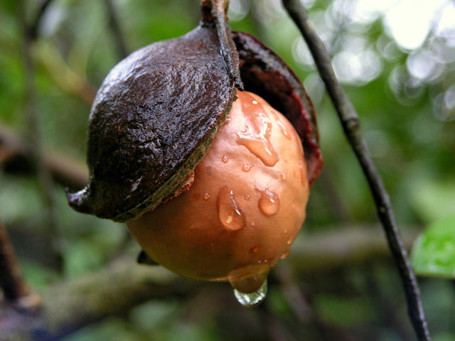 Macadamia Nut Tree - Macadamia integrifolia - Brisbane Plant Nursery