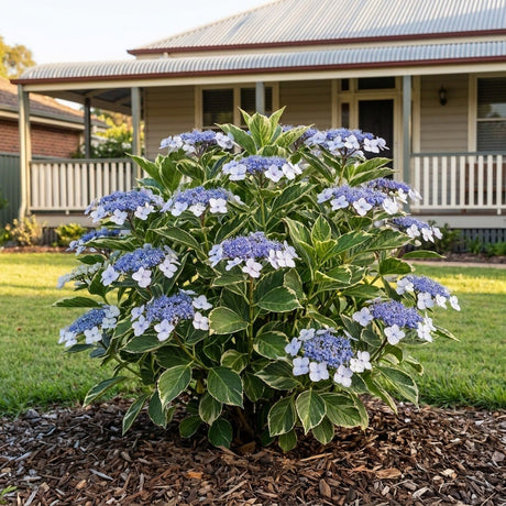 Variegated Hydrangea (Hydrangea macrophylla)