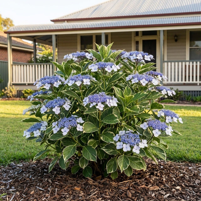 Variegated Hydrangea (Hydrangea macrophylla)