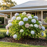 Madame Emile Mouillere Hydrangea