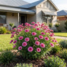 Madeira Pink Crested Marguerite