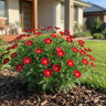 Madeira Red Single Marguerite