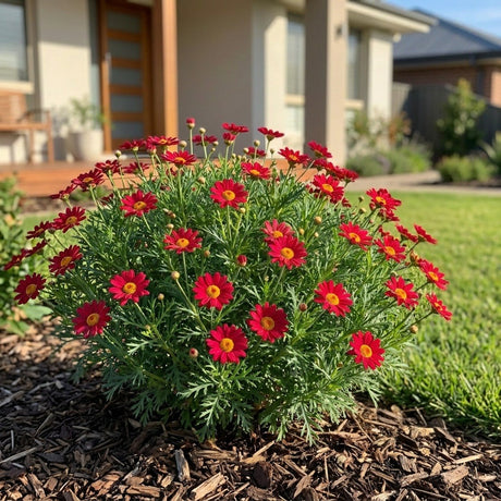Marguerite (Argyranthemum frutescens)