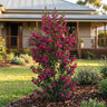 Magenta Stars Boronia