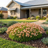 Magic Salmon Mossy Saxifrage