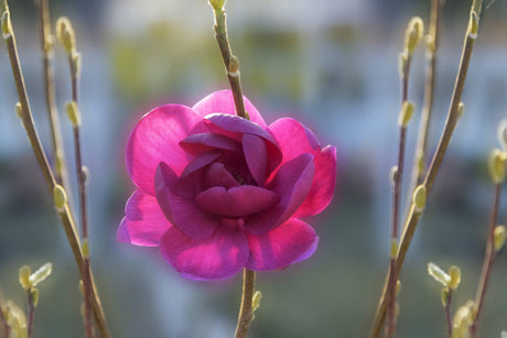 Black Tulip Magnolia - Magnolia 'Black Tulip' - Brisbane Plant Nursery