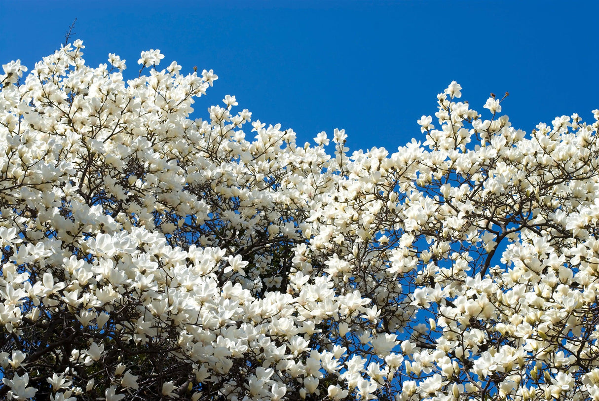 Yulan Magnolia - Magnolia denudata 'Yulan' - Brisbane Plant Nursery