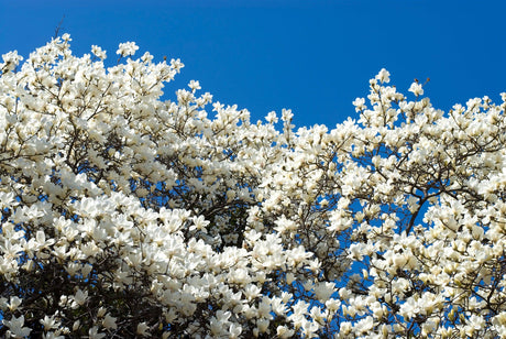 Yulan Magnolia - Magnolia denudata 'Yulan' - Brisbane Plant Nursery