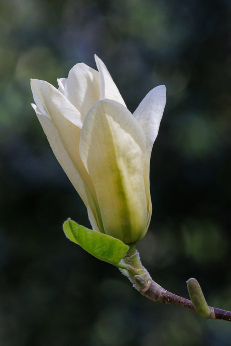 Elizabeth Magnolia - Magnolia 'Elizabeth' - Brisbane Plant Nursery