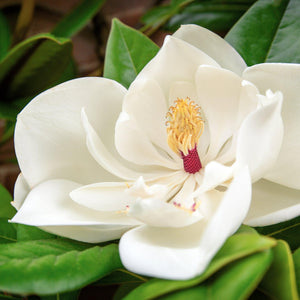 Fairy White Magnolia