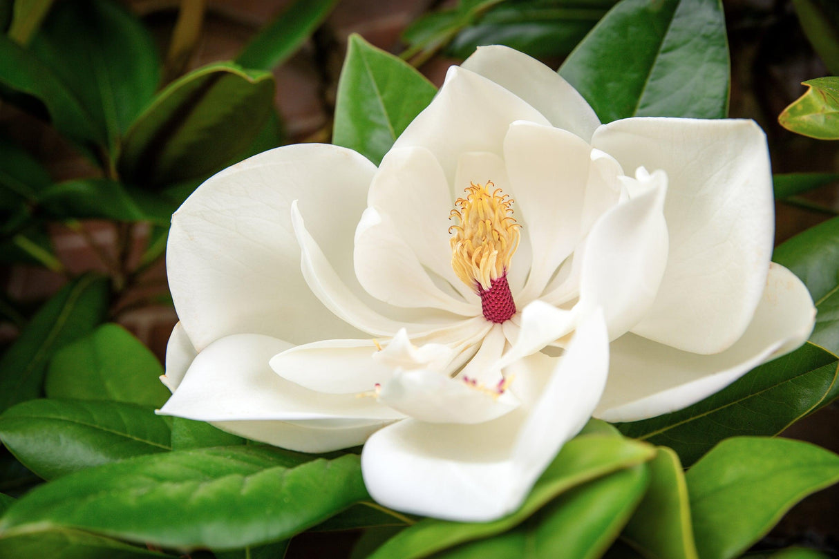 Fairy White Magnolia - Magnolia spp. 'Fairy White' - Brisbane Plant Nursery