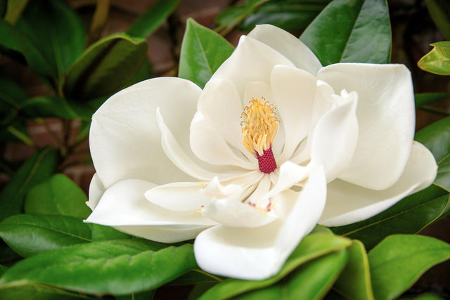 Fairy White Magnolia - Magnolia spp. 'Fairy White' - Brisbane Plant Nursery