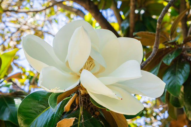 Coolwyn Gloss Magnolia - Magnolia grandiflora 'Coolwyn Gloss' - Brisbane Plant Nursery