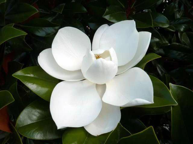 MAGNOLIA grandiflora ‘Coolwyn Gloss’ PBR - Ex Ground - Brisbane Plant Nursery