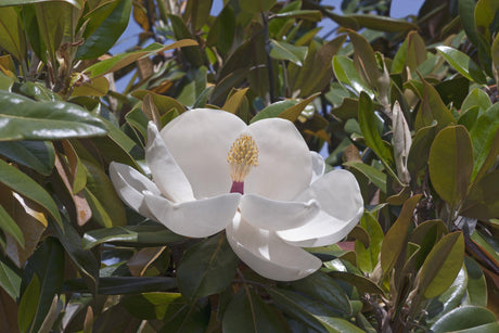 Exmouth Magnolia - Magnolia grandiflora 'Exmouth' - Brisbane Plant Nursery