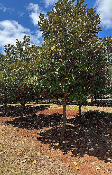 MAGNOLIA grandiflora ‘Exmouth’ (Bull Bay Magnolia) - Ex Ground - Brisbane Plant Nursery