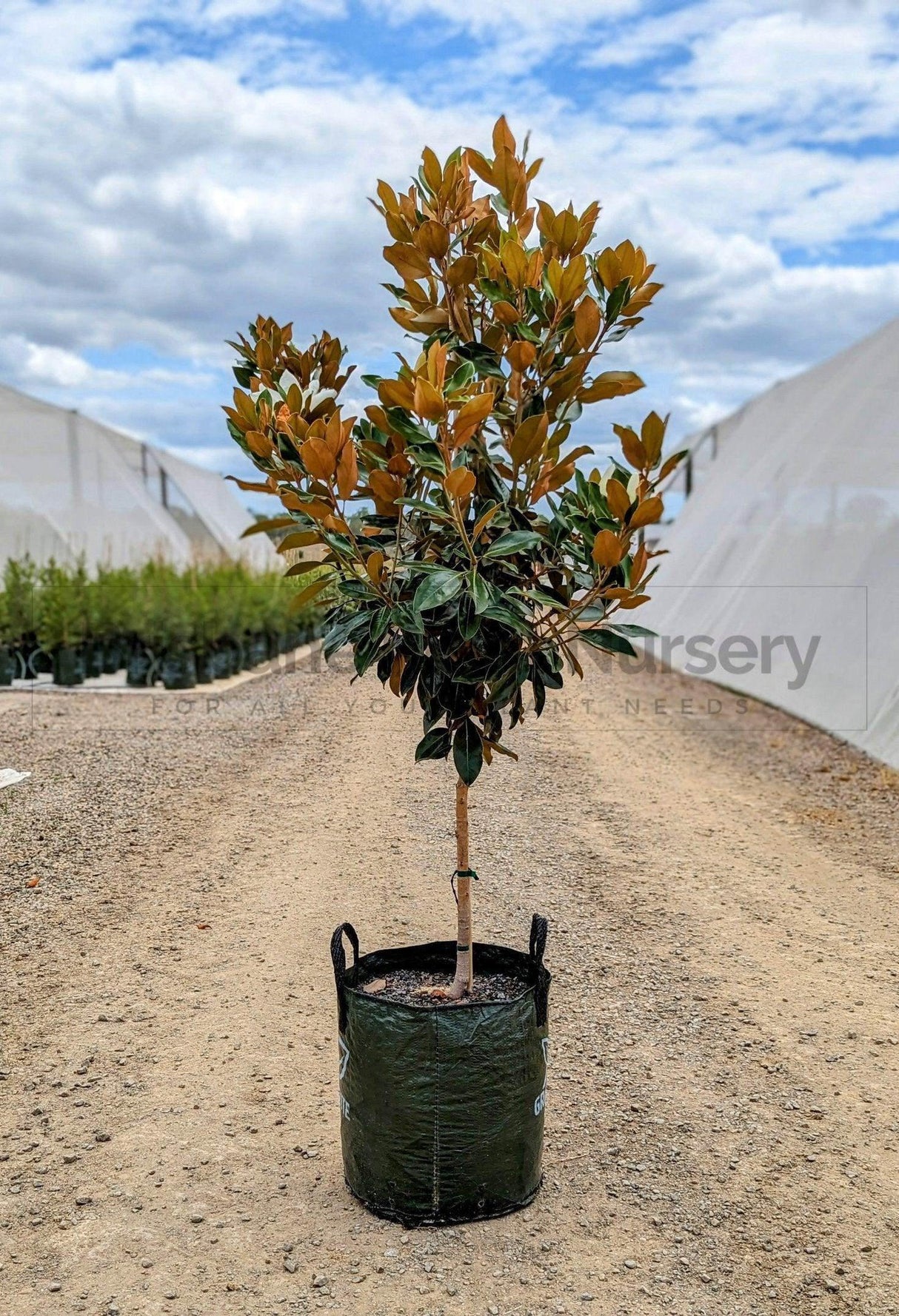 Little Gem Magnolia - Magnolia grandiflora 'Little Gem' - Brisbane Plant Nursery