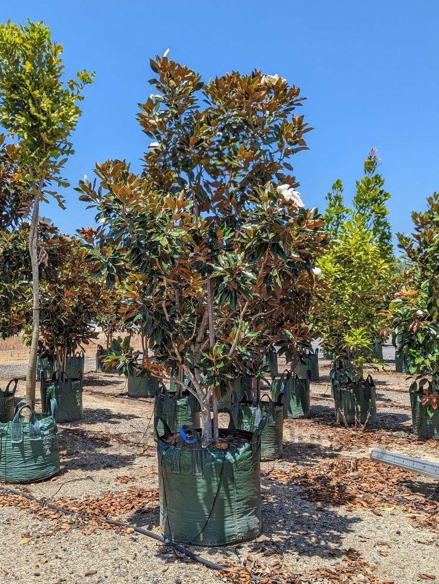 Little Gem Magnolia - Magnolia grandiflora 'Little Gem' - Brisbane Plant Nursery