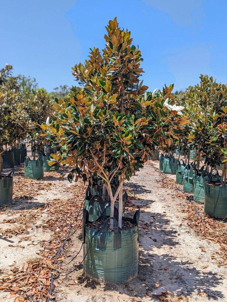 Little Gem Magnolia - Magnolia grandiflora 'Little Gem' - Brisbane Plant Nursery