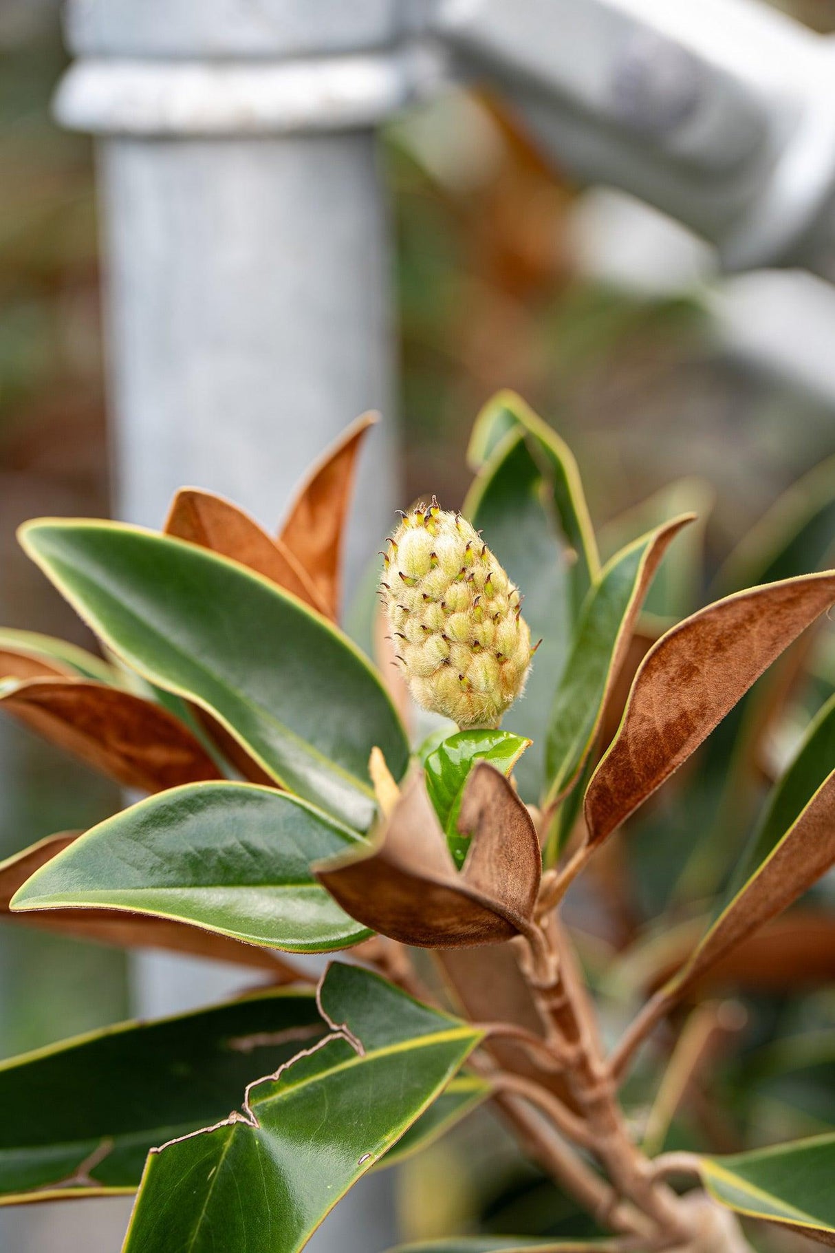 Little Gem Magnolia - Magnolia grandiflora 'Little Gem' - Brisbane Plant Nursery