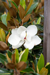 Little Gem Magnolia - Magnolia grandiflora 'Little Gem' - Brisbane Plant Nursery