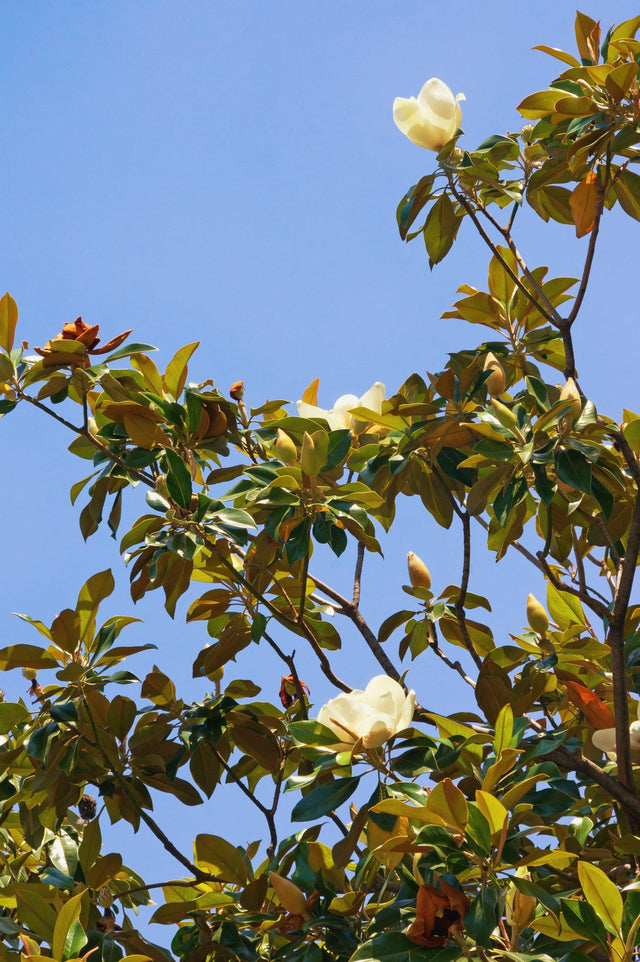 Sweet N Neat Magnolia - Magnolia grandiflora 'Sweet N Neat' - Brisbane Plant Nursery