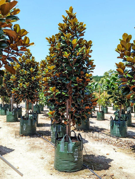 Teddy Bear Magnolia - Magnolia grandiflora 'Teddy Bear' - Brisbane Plant Nursery