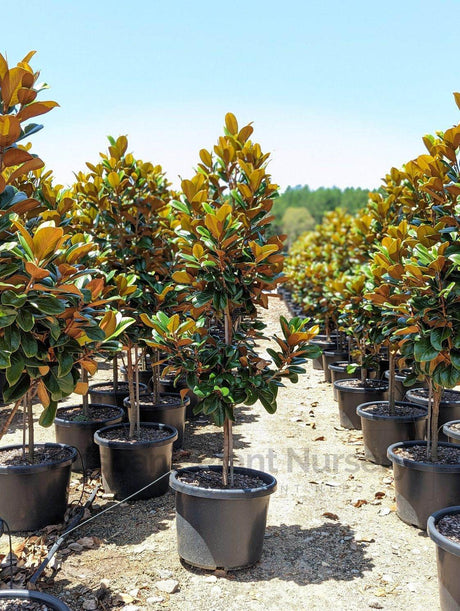 Teddy Bear Magnolia - Magnolia grandiflora 'Teddy Bear' - Brisbane Plant Nursery