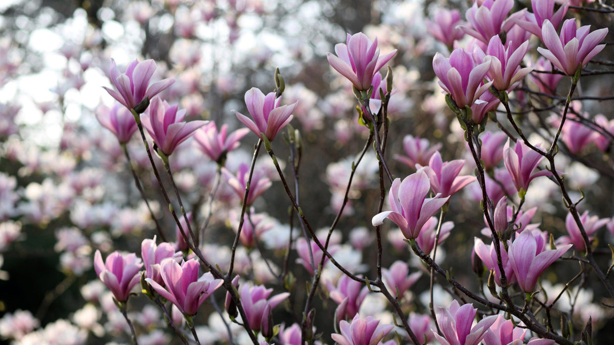 Saucer Magnolia - Magnolia soulangeana - Brisbane Plant Nursery