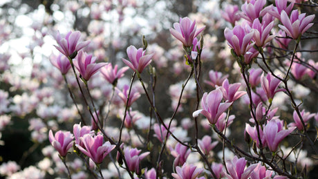 Saucer Magnolia - Magnolia soulangeana - Brisbane Plant Nursery