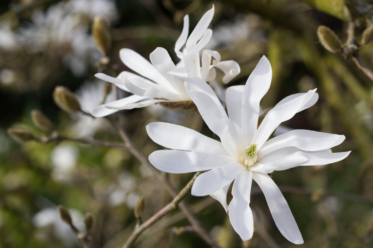 Star Magnolia - Magnolia stellata - Brisbane Plant Nursery