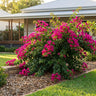Mahatma Gandhi Bougainvillea