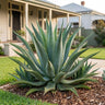 Mako Aloe