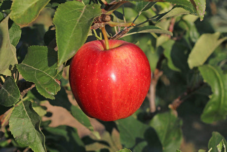 Red Fuji Apple Tree - Malus domestica 'Red Fuji' - Brisbane Plant Nursery