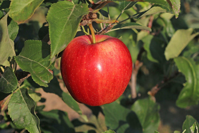 Red Fuji Apple Tree - Malus domestica 'Red Fuji' - Brisbane Plant Nursery